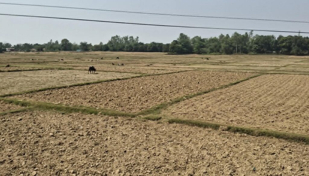 dhan-khet