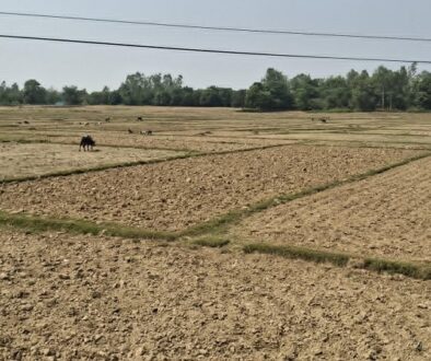 dhan-khet