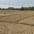 dhan-khet