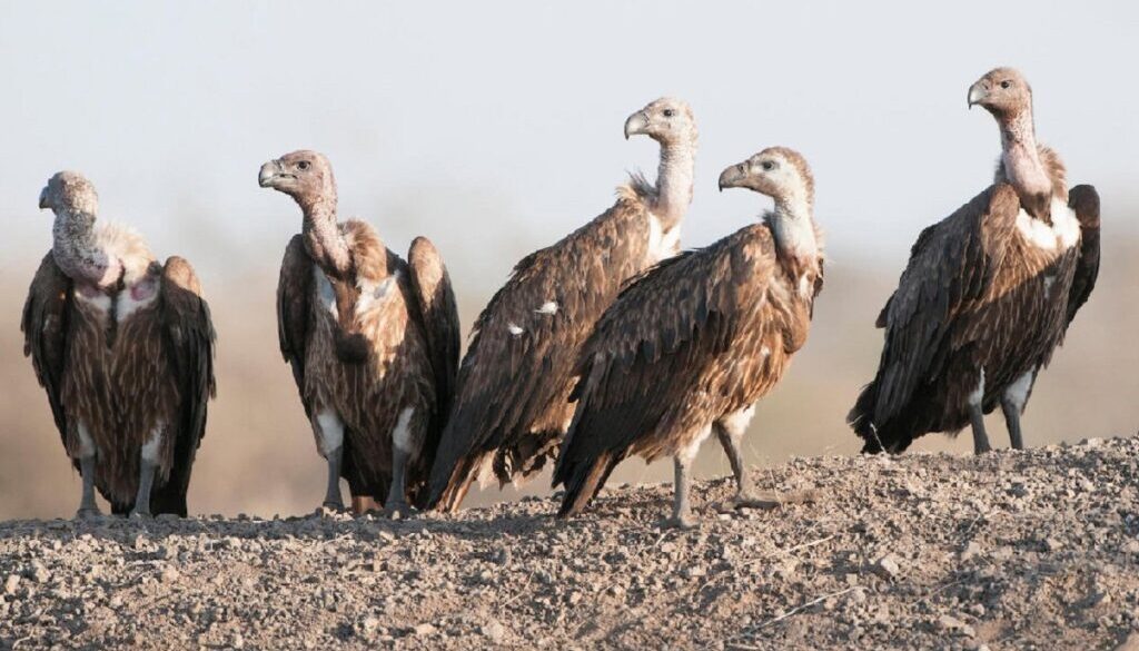 eagle
