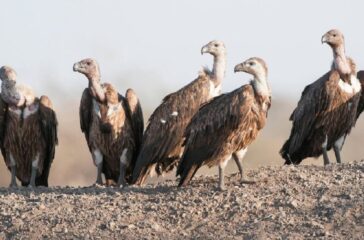eagle