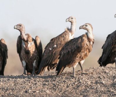 eagle