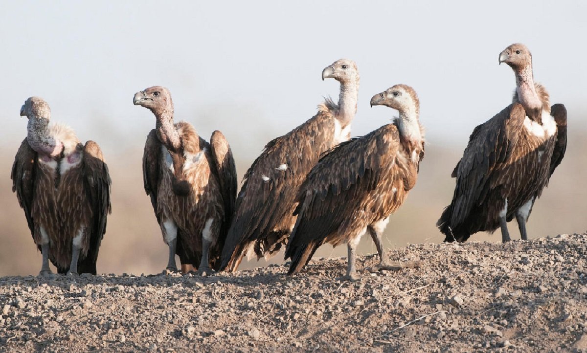 eagle