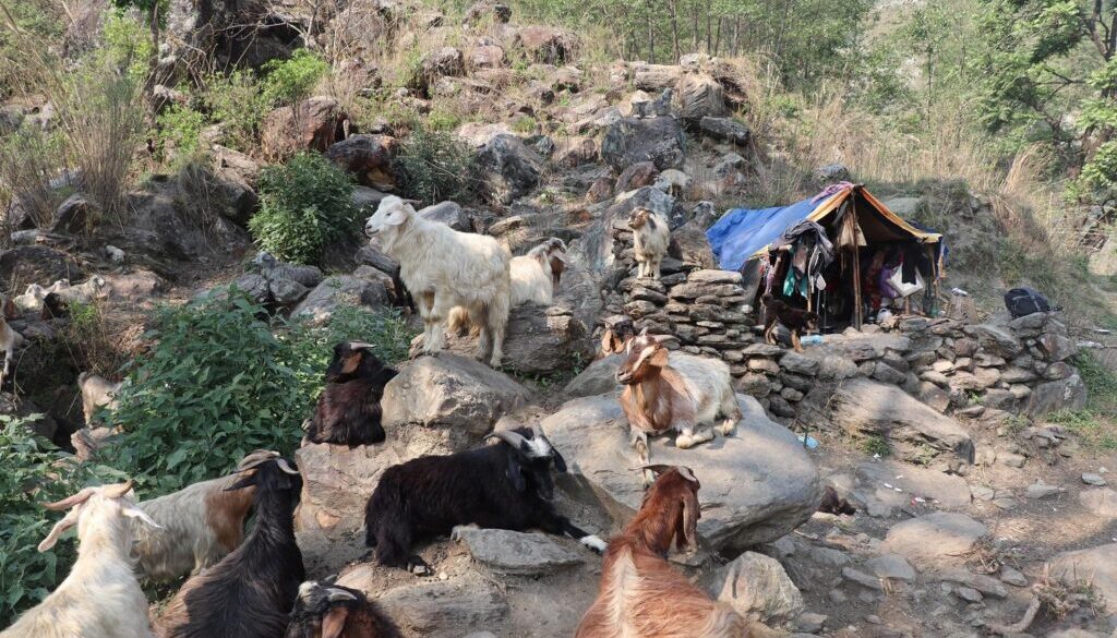 ghumti gotha