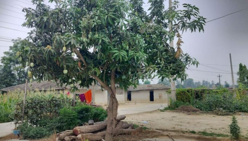 mango-tree