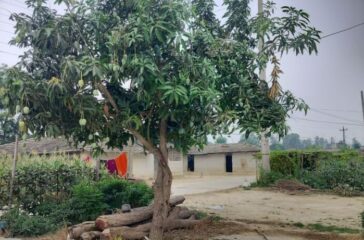 mango-tree