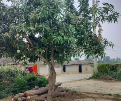 mango-tree