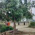 mango-tree