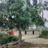एउटै रुखमा मालदह र दशहरी, महोत्तरीका किसान चकित mango-tree