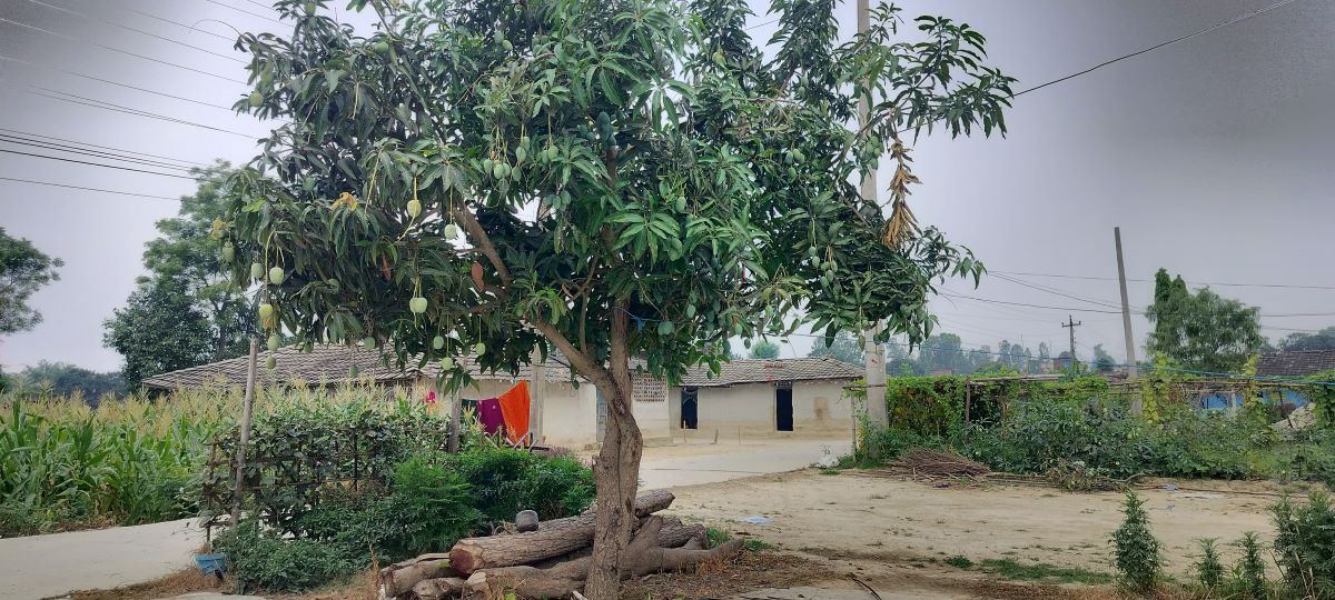 mango-tree