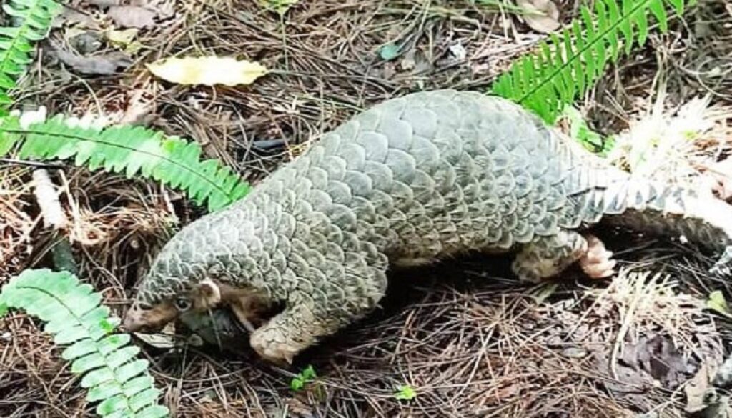 salak-