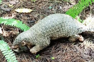 salak-