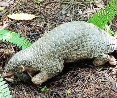 salak-