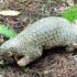 salak-