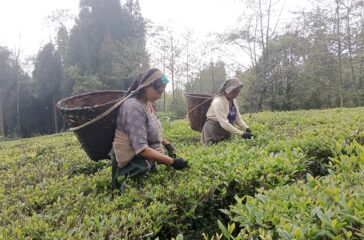 tea-chiya-tipdai