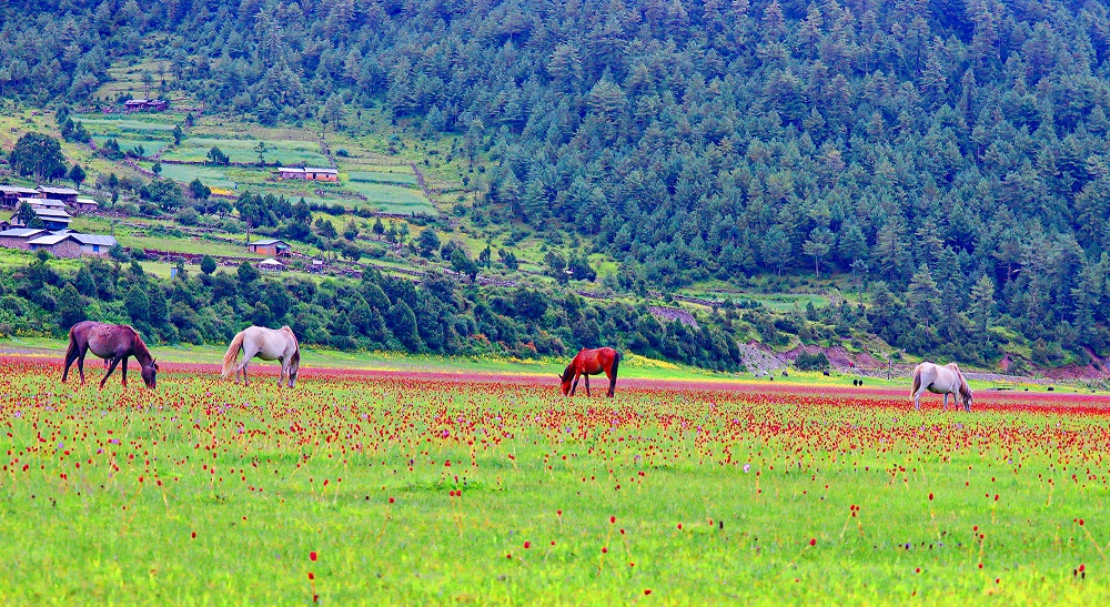 dhorpatan-maidan