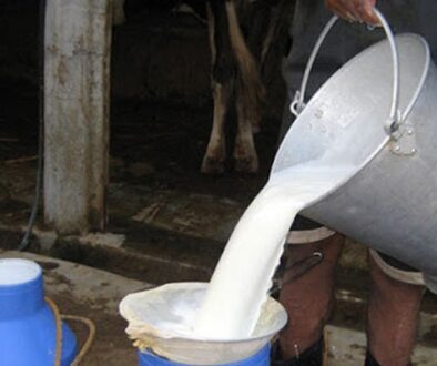 milk-kisan