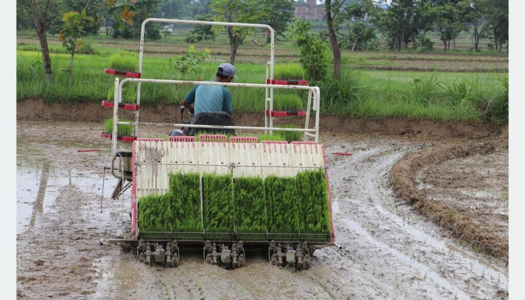 rice planting ny machine