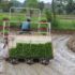 आधुनिक मेसिनबाट धान रोपाइँ, किसानको समय र लागत दुवै बचत rice planting ny machine
