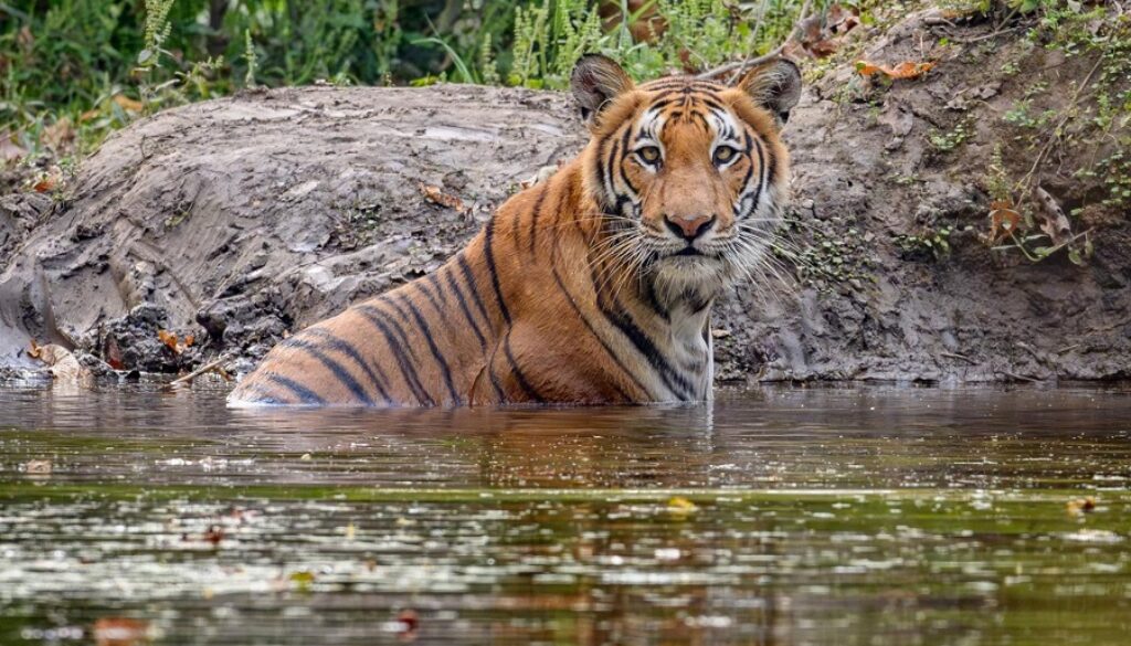 tiger