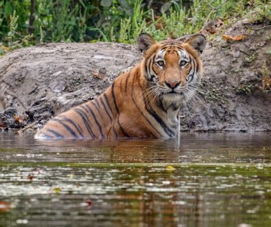 tiger