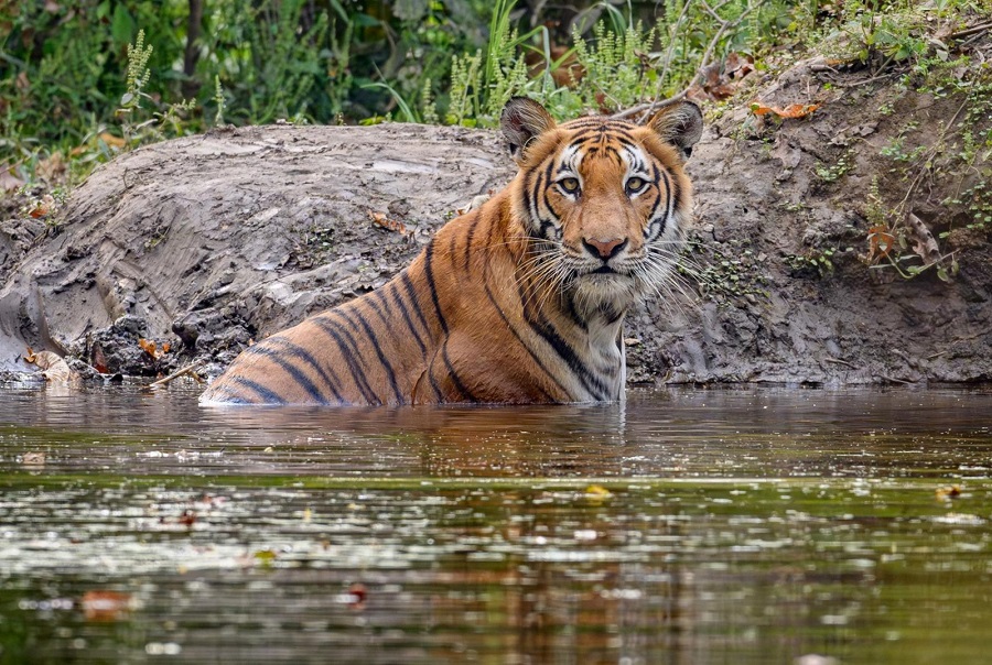 tiger