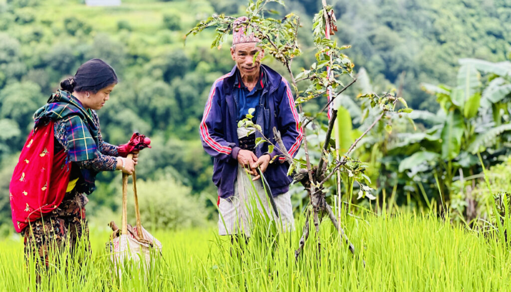 Rukum-purba