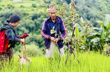 Rukum-purba