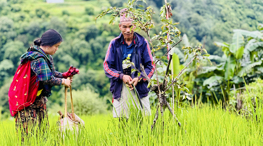 Rukum-purba