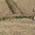 ‘सुपर एल निनो’को सम्भावित असरले ऊर्जा सुरक्षामा जोखिम बढाउने चिन्ता drought