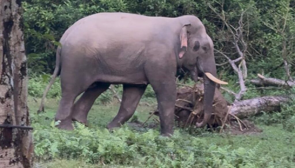 elephant-tt