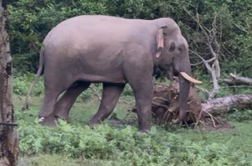 elephant-tt