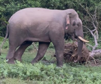 elephant-tt