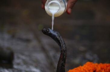 nagpanchami