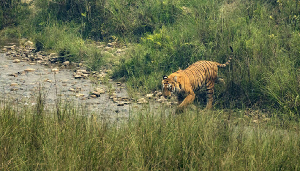 tiger-bardiya