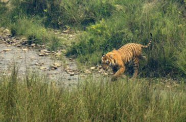 tiger-bardiya