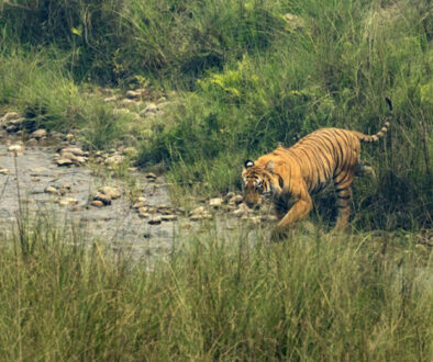 tiger-bardiya
