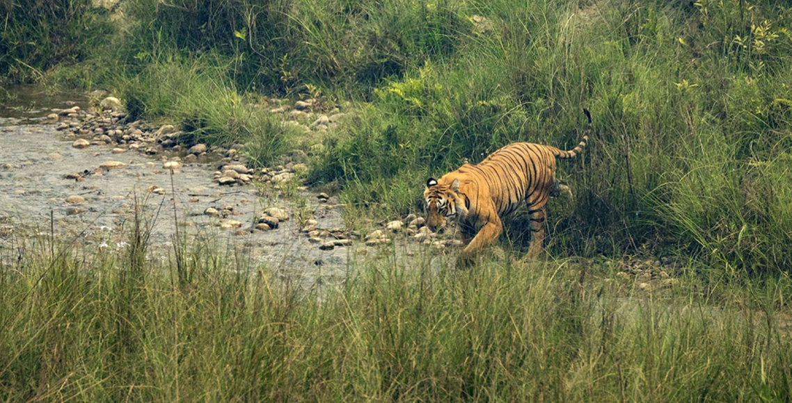 tiger-bardiya