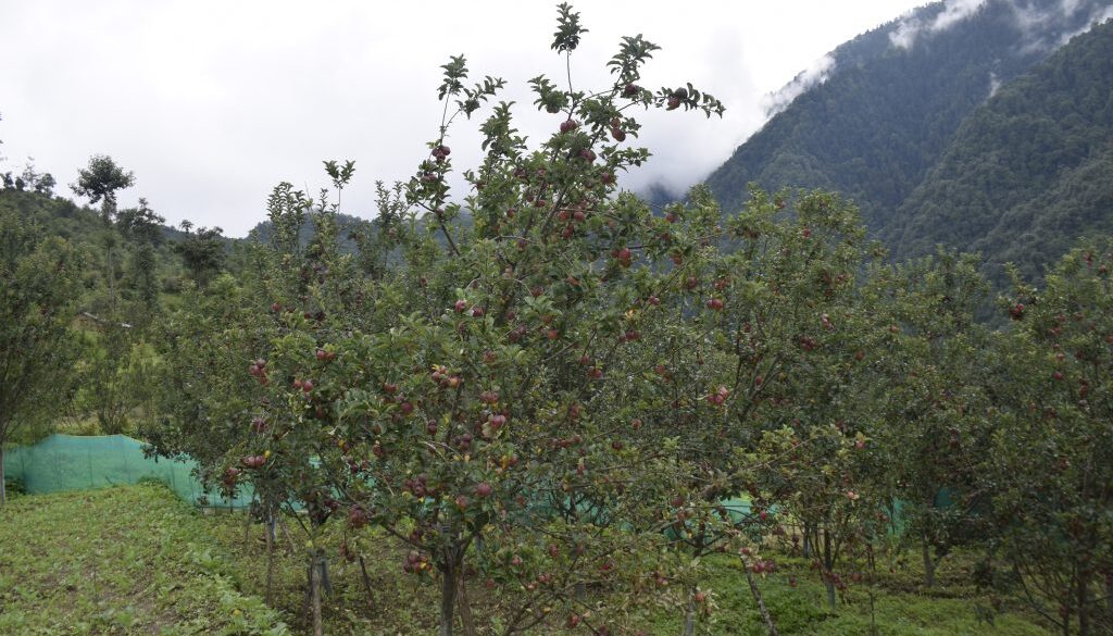apple-garden