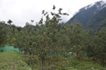 apple-garden