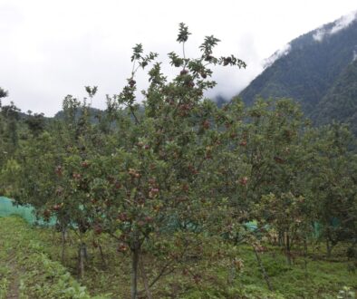 apple-garden
