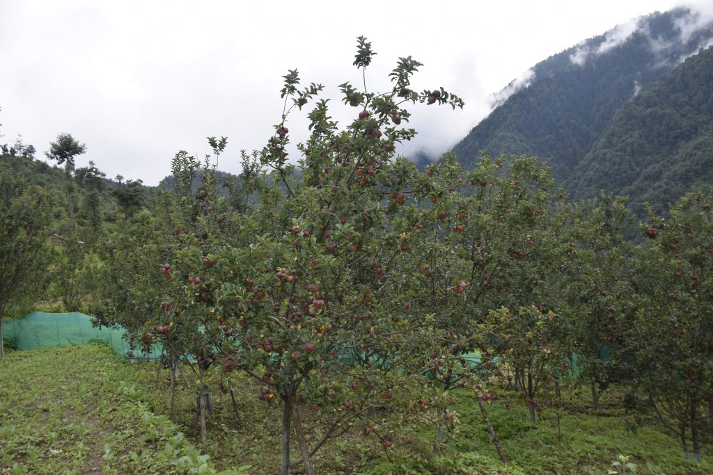 apple-garden