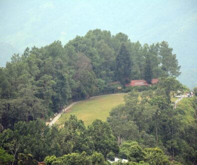 forest-tanhu