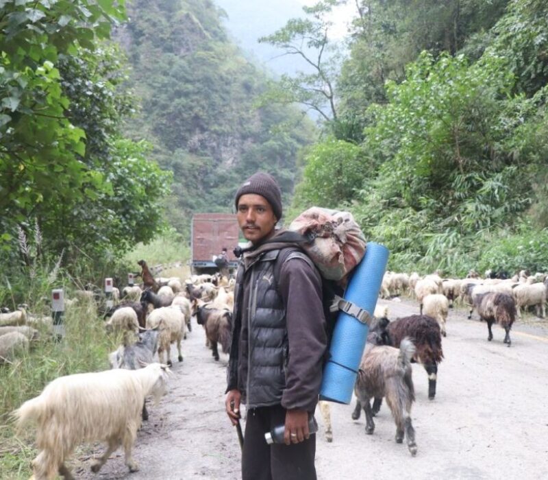 Himali-Bheda-Changra