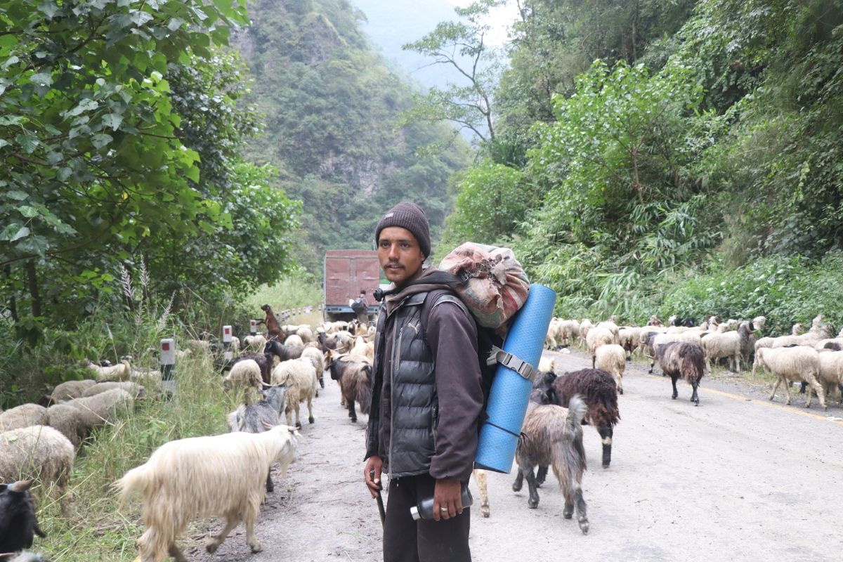 Himali-Bheda-Changra