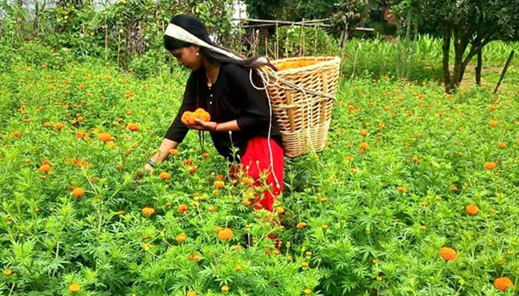 flower-kheti