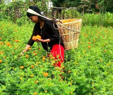 flower-kheti