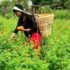 flower-kheti