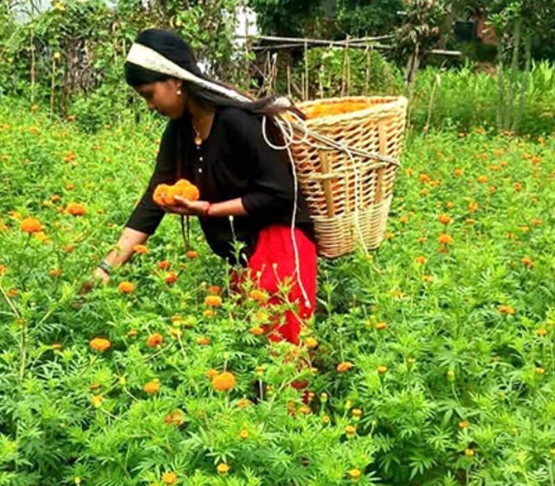 flower-kheti